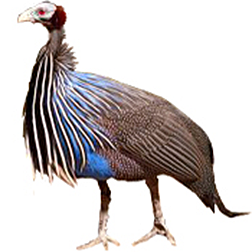 Vulturine Guineafowl